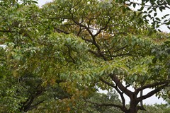 Hymenodictyon obovatum